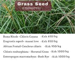 Image result for Chloris roxburghiana