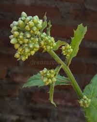 Image result for Blumea