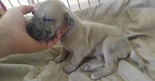 Soft coated wheaten terrier pupppies for sale, looking for loving forever homes. Great Dane Puppy For Sale In Colorado Springs Co Adn 30597 On Puppyfinder Com Gender Female Age 2 Weeks Old Great Dane Puppy Puppies For Sale Puppies