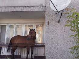 We did not find results for: Picture Horse Kept On Balcony So It Is Not Stolen By Thieves Mirror Online