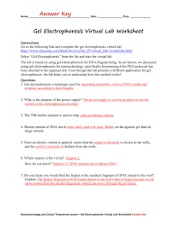 Bthe proteins coded by these dna sequences produce phenotypes that are a blend. Gel Electrophoresis Virtual Lab Worksheet Answer Key