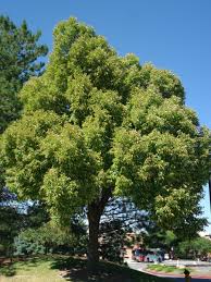 Image result for Littonia lindenii