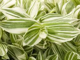 Image result for Tradescantia