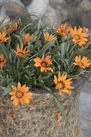 Image result for Gazania krebsiana