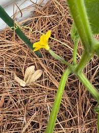 Image result for male flowers cucumber