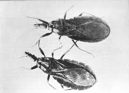 Pest control by bill fitzhugh is the first book in the assassin bug series. Poisonous Dwellers Of The Desert By Natt N Dodge A Project Gutenberg Ebook