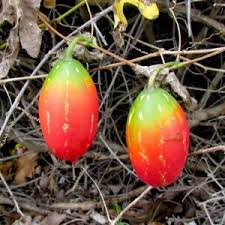 Image result for Senecio polyanthemoides