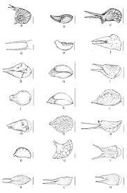 Image result for Sida javensis