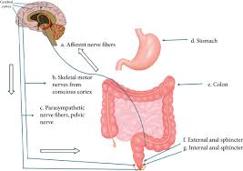 Image result for Defecation