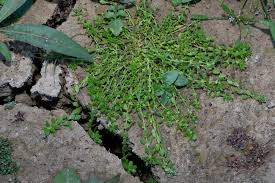 Image result for Callitriche vulcanicola