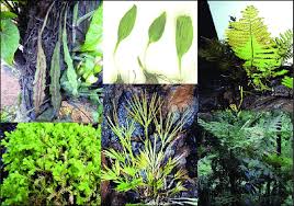 Image result for Isoetes welwitschii