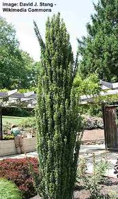 As a gardener and plant enthusiast i've loved growing trees and shrubs my entire life. Amazing Columnar Trees The Best Tall Skinny Trees Pictures