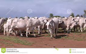 Check spelling or type a new query. Herd Of Cattle Grazing On A Farm In Outback Australia Stock Footage Video Of Livestock Group 87422122