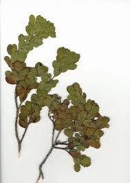 Image result for Osyris compressa