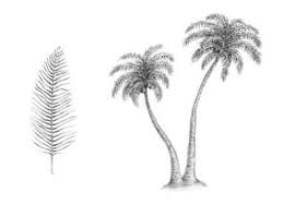 O multime de trucuri noi te asteapta, asa. Cum De A Desena Un Palmier Design Illustration Dezvoltare È™i Promovare De Site Uri Web Jocuri Pe Calculator È™i AplicaÈ›ii Mobile