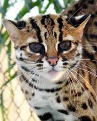 Berukuran sama seperti kucing rumahan, bulu tubuhnya halus dan pendek warnanya khas, yaitu kuning anak kucing hutan/macan akar. Daftar Harga Kucing Hutan Hari Ini Mei 2021 Terbaru Farmbos Com
