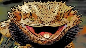 Find over 100+ of the best free bearded dragon images. Free Download Head Bearded Dragon Picture Wallpaper Hq Wallpaper With 1920x1080 1920x1080 For Your Desktop Mobile Tablet Explore 46 Bearded Dragon Wallpaper Free Bearded Dragon Wallpaper Free Bearded Dragon