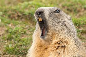Riesige auswahl an cds, vinyl und mp3s. 13 Home Remedies To Get Rid Of Groundhogs Woodchuck Pest Wiki