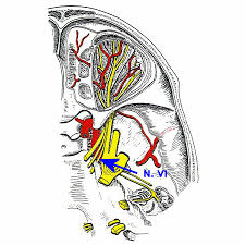 Maybe you would like to learn more about one of these? Topographische Anatomie