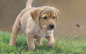 download wallpapers 4k labrador art feather pets puppy cute animals dogs besthqwallpapers com cute animals labrador labrador art