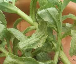 Seeing tiny white bugs in soil of your house plants? What Are These Tiny White Bugs On My Houseplants And Succulents Gardening Landscaping Stack Exchange