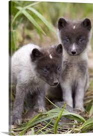 How Big Are Arctic Fox Babies
