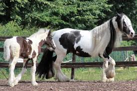 Kostenlose ausmalbilder in einer vielzahl von themenbereichen, zum ausmalbild: Tinker Und Gypsy Cob Im Rasseportrait Zooroyal Magazin