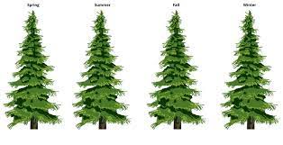 By distinguishing common evergreen tree varieties. Evergreen Trees For Sale Fastgrowingtrees Com