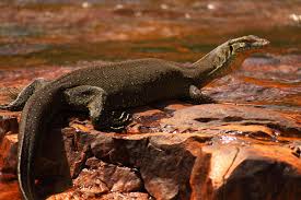 One of the rarest lizards in captivity. Mertens Water Monitor In Cascades