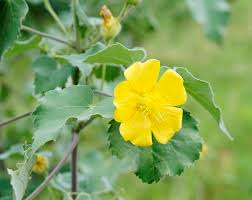 Image result for Abutilon indicum