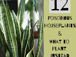 Can cats be allergic to dogs, or vice. 12 Poisonous Houseplants Their Health Effects And Safe Alternatives Dengarden
