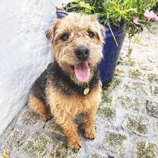 Image result for lakeland teriér