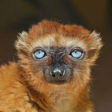 The Blue Eyed Black Lemur Eulemur Flavifrons Is The Only Primate Other Than Humans To Consistently Have Blue Eyes In Primates Animal Photo Natural History