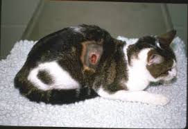 If your cat's abscess has already burst, it will appear as an open wound, oozing pus. Cuterebra Infestation In Dogs And Cats Integumentary System Merck Veterinary Manual