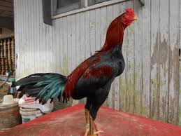 10 jenis ayam bangkok yang bagus untuk dipelihara no 7 recomended : Ayam Birma Jenis Jenis Ayam Birma Sang Jagoan