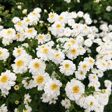 Image result for Feverfew