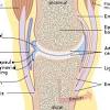 This diagram here just shows the joint capsule itself. 1