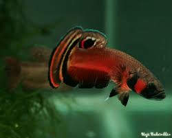 Betta macrostomas are the dream fish for nearly every betta enthusiast, but not every keeper should have them. Betta Macrostoma Brunei Beauty Seriously Fish
