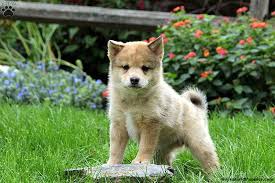 Shiba inu price depends on various factors such as lineage, sex, and types of registration. Shiba Ranian Puppies For Sale Greenfield Puppies