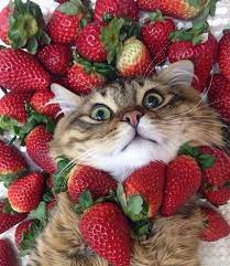 Can Cats Eat Strawberries Are Strawberries Safe For Cats Cattime Cats Funny Animal Pictures Funny Animals