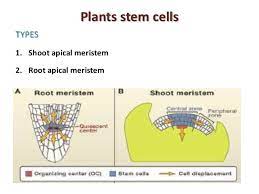 Pcp is published from japanese society of plant physiologists, since 1959. Plant Stem Cells