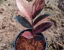 Image result for Corallocarpus welwitschii