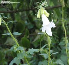 Image result for Ceratotheca