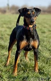 Black And Brown Terrier Breeds Odorless Dog Breeds Dog Breeds Doberman Pinscher Pincher Dog