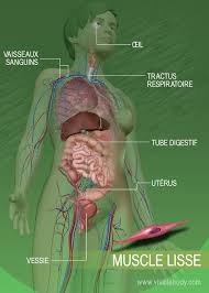 Anatomie des membres, ostéologie du thorax et du bassin, anatomie de la tê et du cou. Types De Muscles Apprentissage De L Anatomie Musculaire