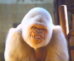 Smile Laughing Animals Albino Animals Smiling Animals