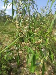 Image result for Ozoroa