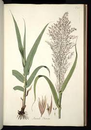 Image result for Arundo donax