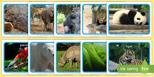 Unravel the mystery on the season premiere of zoo, thursday june 29th. Zoo Animals Display Photos Teacher Made