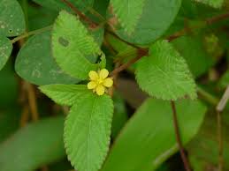 Image result for Corchorus aestuans